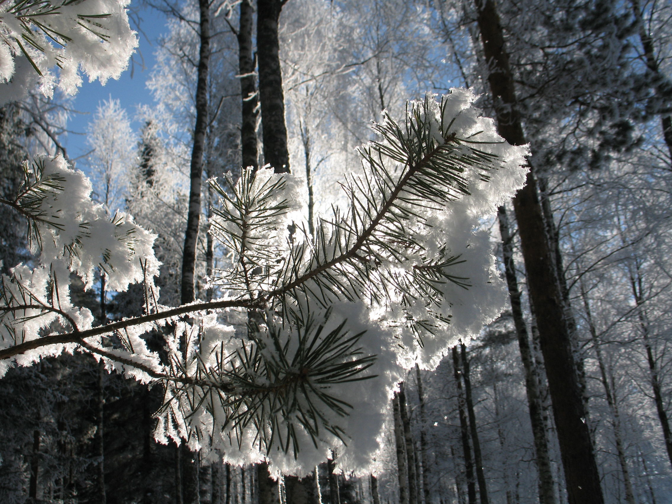 finnish winter